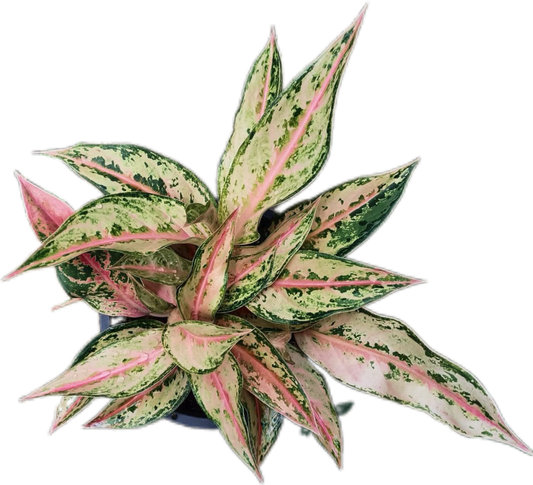 Aglaonema “Aladdin” – | Wholesale Set of 10