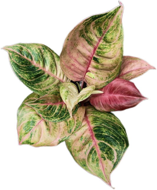 Aglaonema “Susan” – Set of 10 Plants
