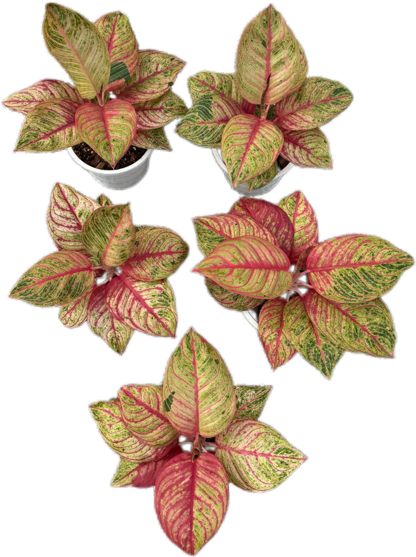 Aglaonema Super Red Hughes (Wholesale Set of 5 Plants)