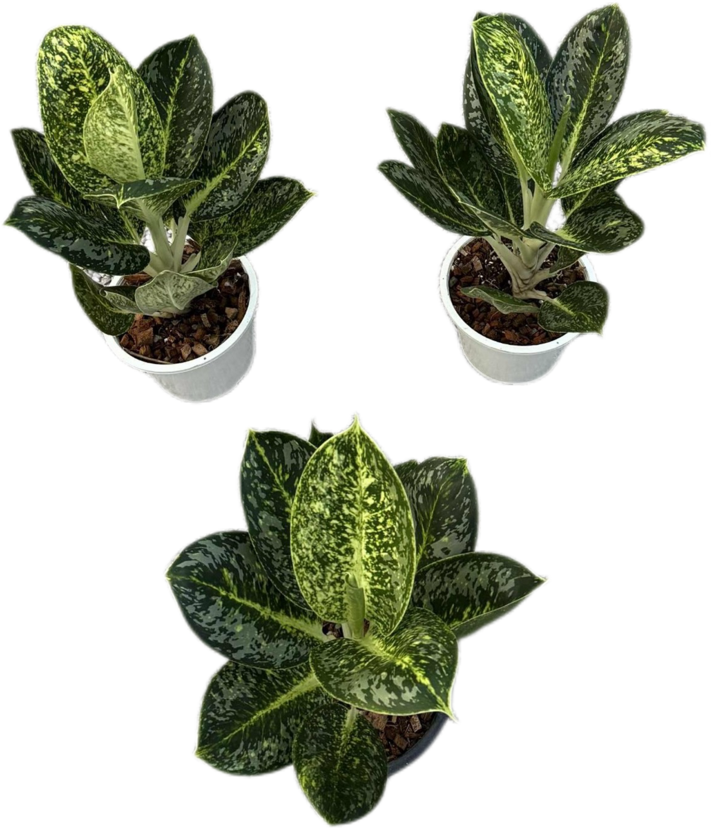 Aglaonema White Emerald – Big Size (Set of 5 Plants)