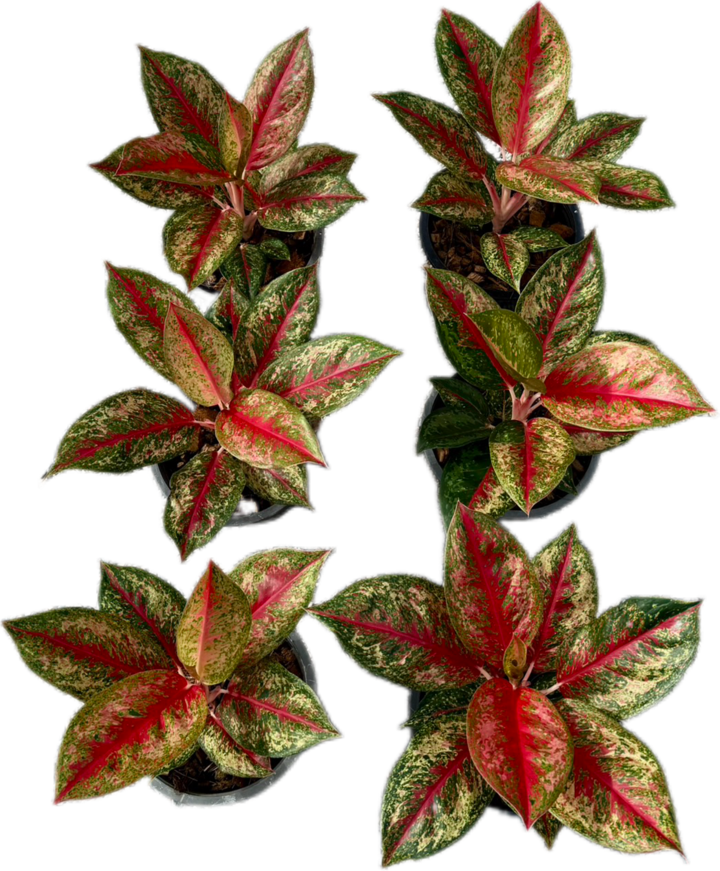 Aglaonema “Red Emperor” – Wholesale Set of 5 Plants