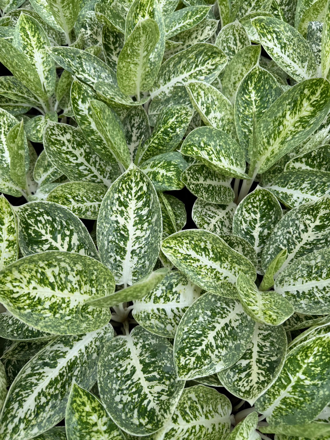 Aglaonema “Milky Way” – Wholesale Set of 10 Plants