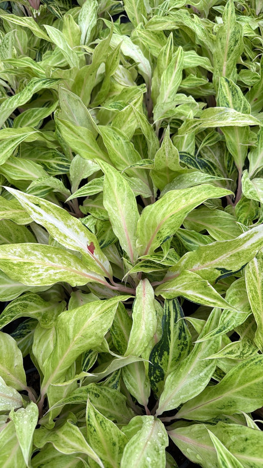 Aglaonema “White Panama” – Wholesale Set of 10 Plants