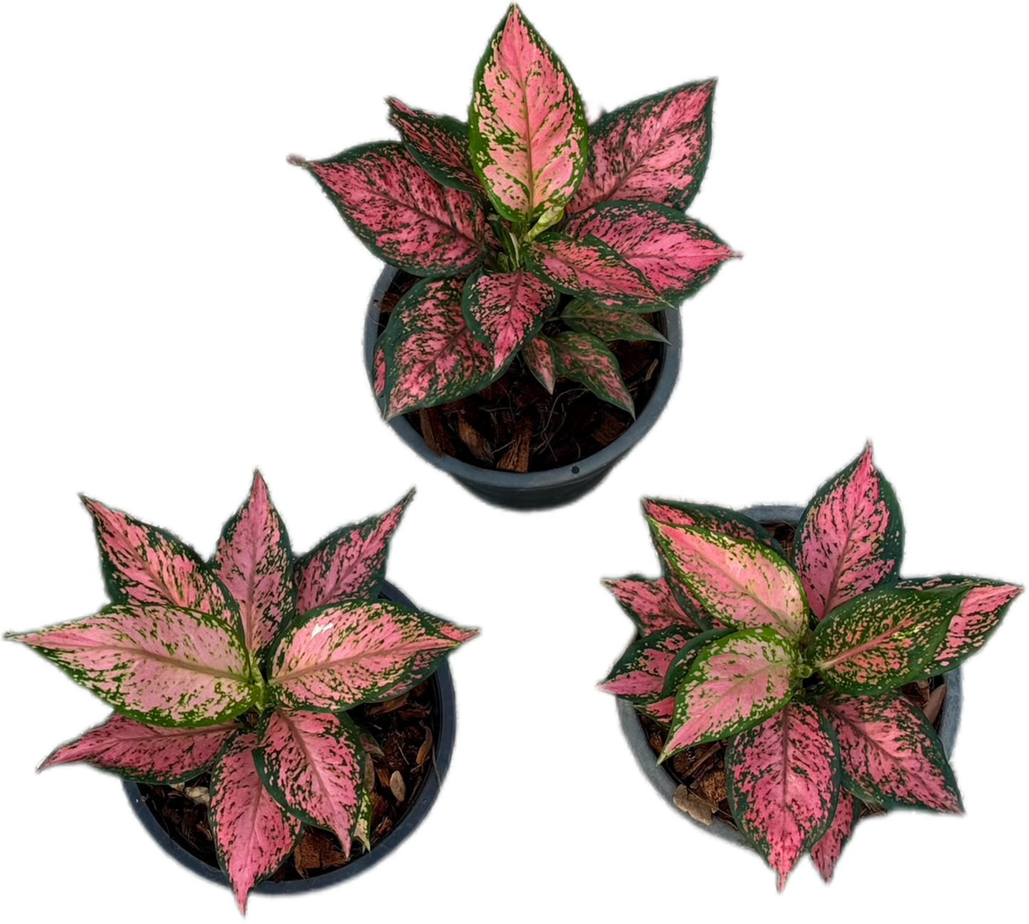 Aglaonema “Pink Maroon” – Wholesale Set of 5 Plants