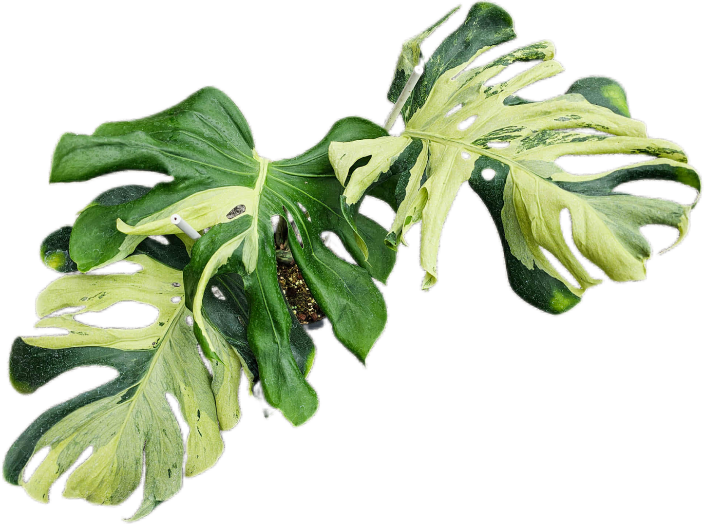 Monstera deliciosa ‘Ocean Lava’ Variegated – Rare Collector’s Plant