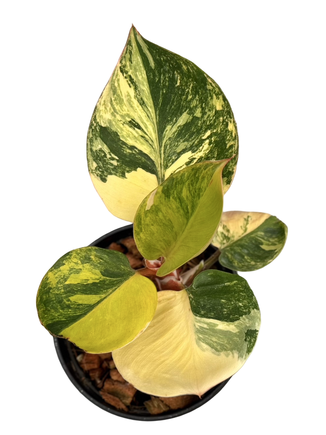 Buy Philodendron White Knight Tricolor Va…