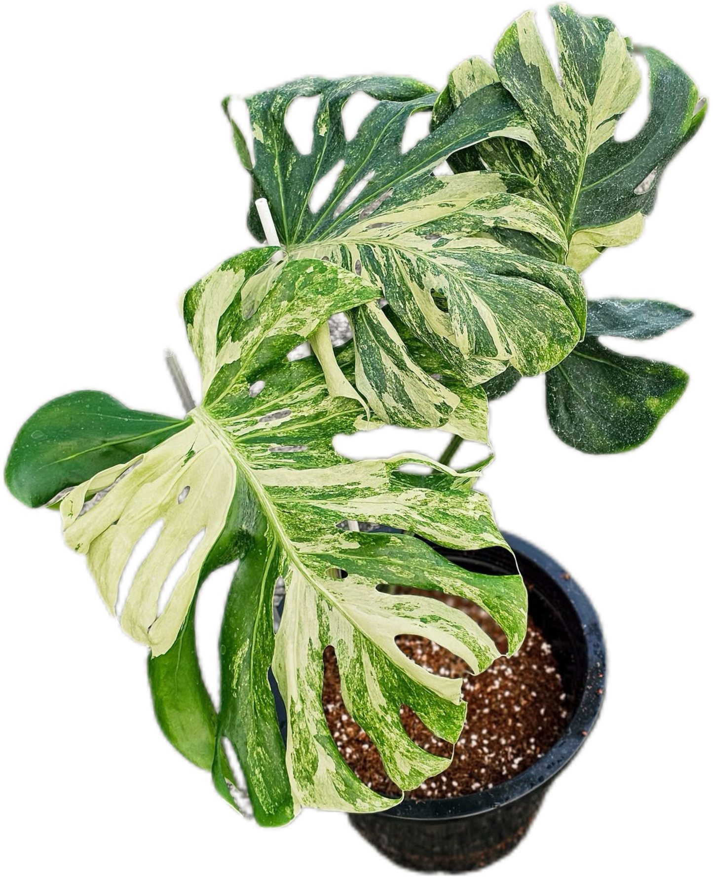 Monstera deliciosa ‘Ocean Mint’ Variegated – Rare Collector’s Plant