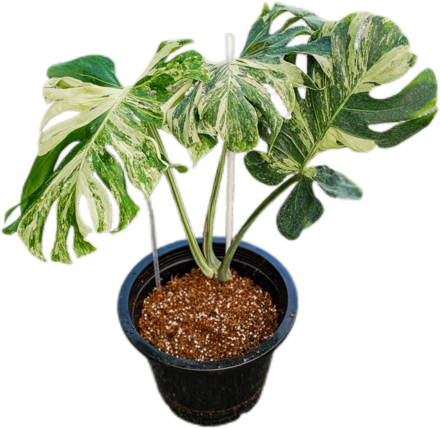 Monstera deliciosa ‘Ocean Mint’ Variegated – Rare Collector’s Plant
