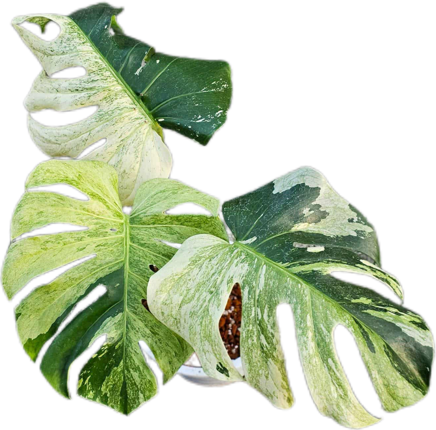 Monstera deliciosa ‘White Tear’ Variegated – Rare Collector’s Plant