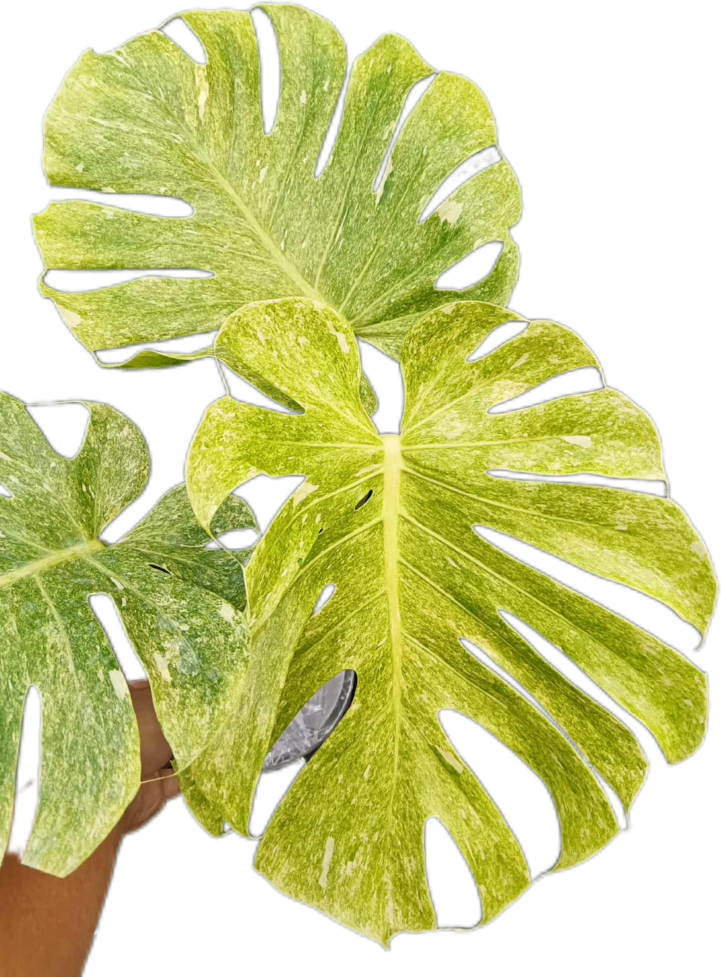 Monstera deliciosa ‘Peridot’ Variegated – Rare Collector’s Plant