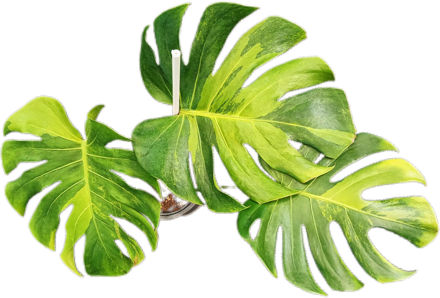 Monstera deliciosa ‘Black Green’ Variegated – Rare Collector’s Plant