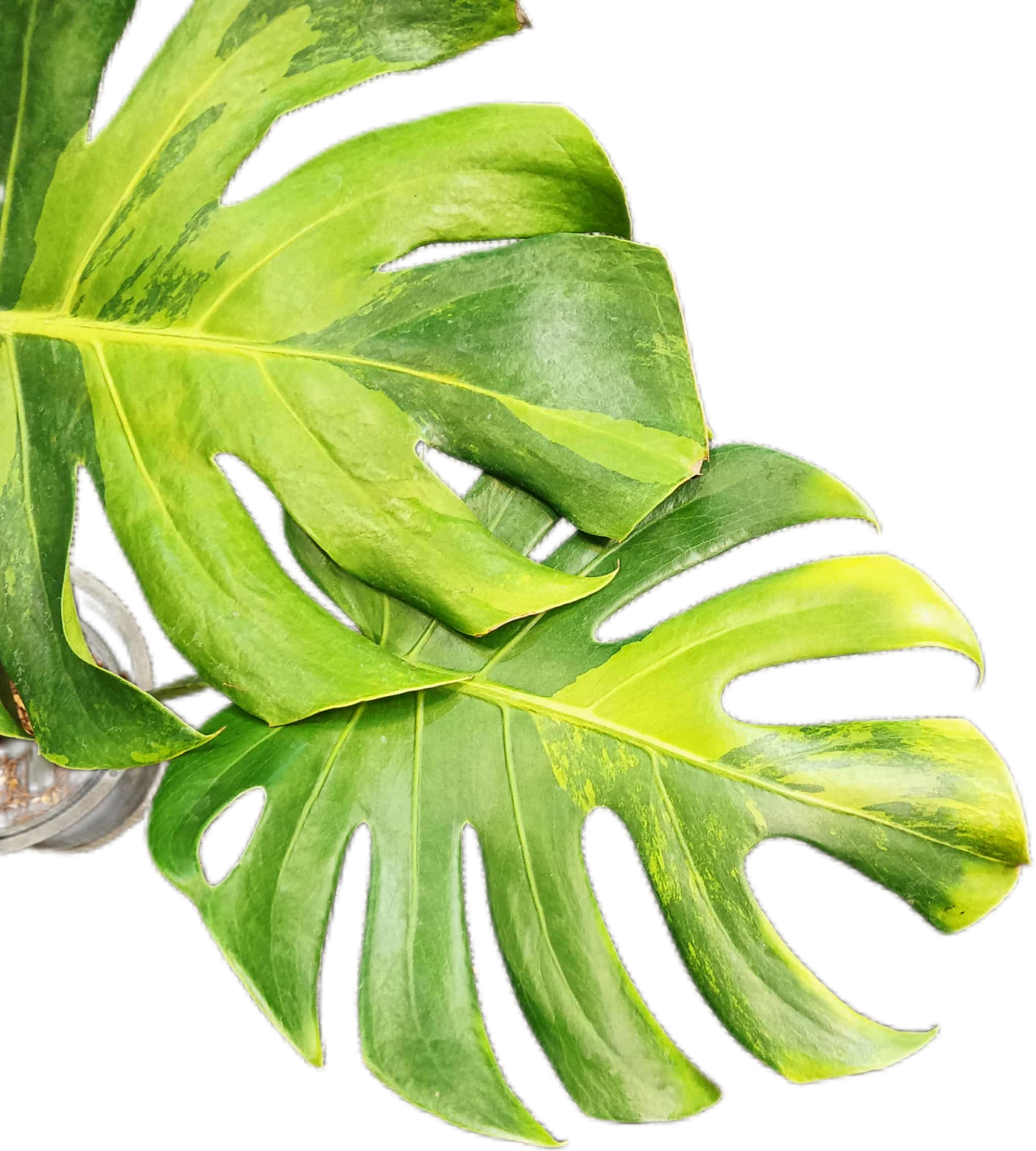 Monstera deliciosa ‘Black Green’ Variegated – Rare Collector’s Plant