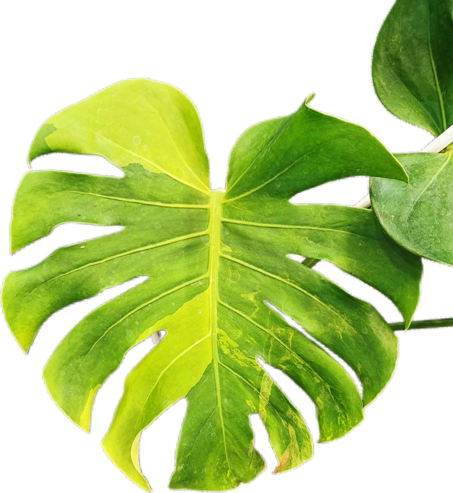 Monstera deliciosa ‘Black Green’ Variegated – Rare Collector’s Plant