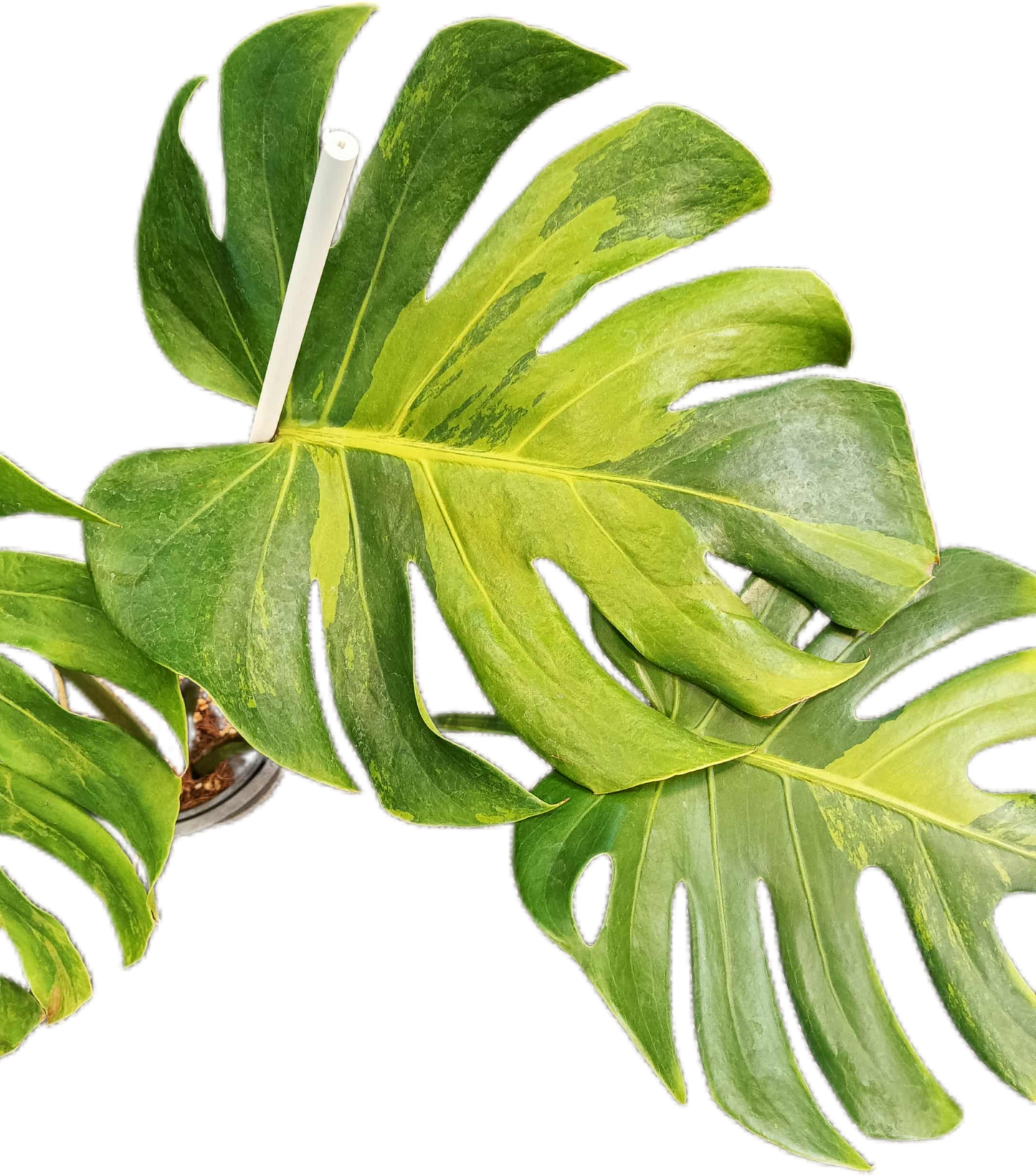 Monstera deliciosa ‘Black Green’ Variegated – Rare Collector’s Plant