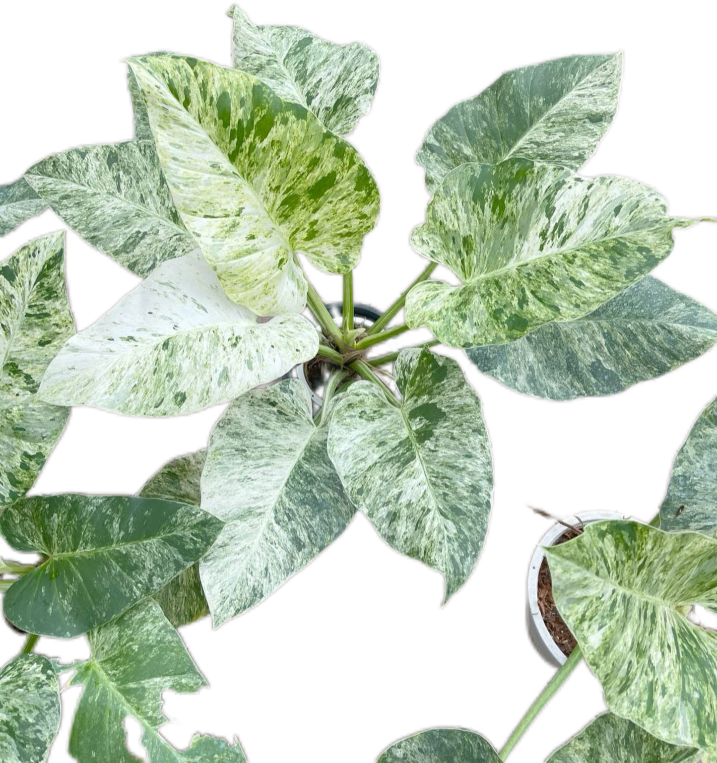 Philodendron Giganteum Blizzard Variegated Set of 10 Plants