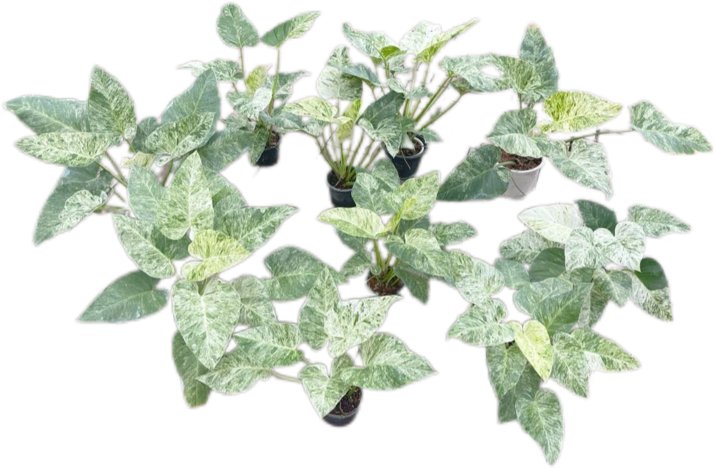 Philodendron Giganteum Blizzard Variegated Set of 10 Plants