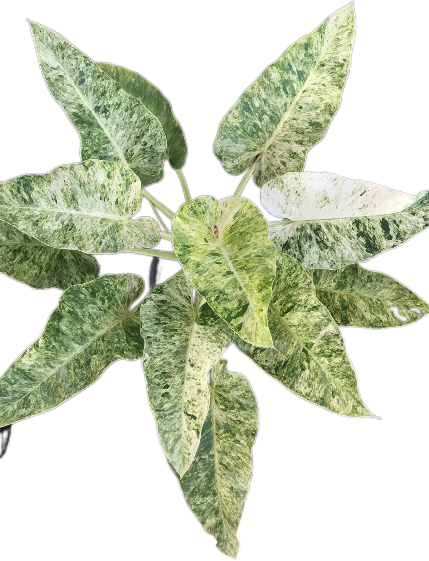Philodendron Giganteum Blizzard Variegated Set of 10 Plants