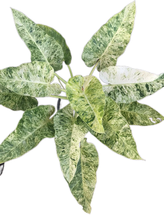Philodendron Giganteum Blizzard Variegated Set of 10 Plants