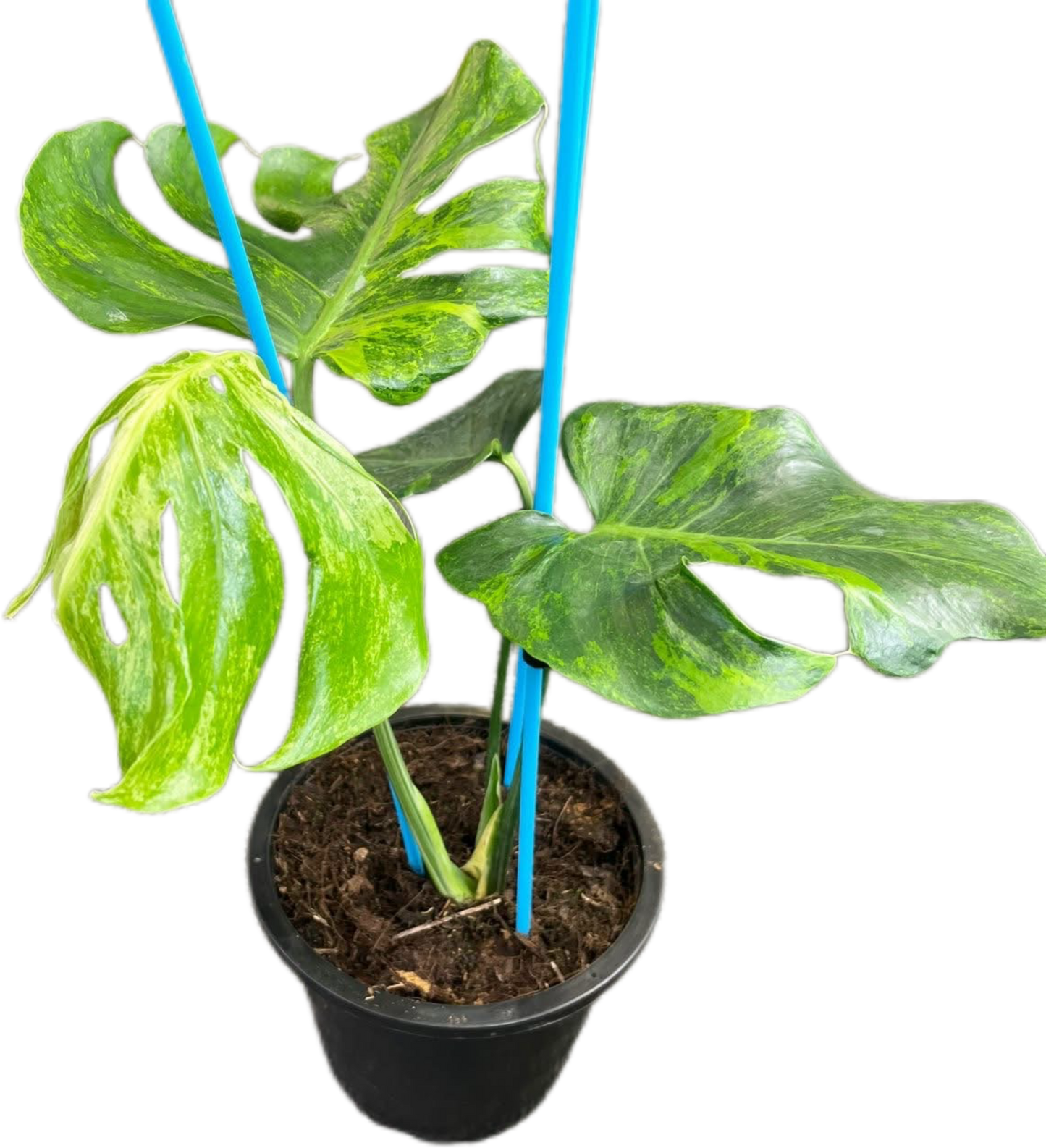 Monstera deliciosa ‘Green Coral’ Variegated – Rare Collector’s Plant