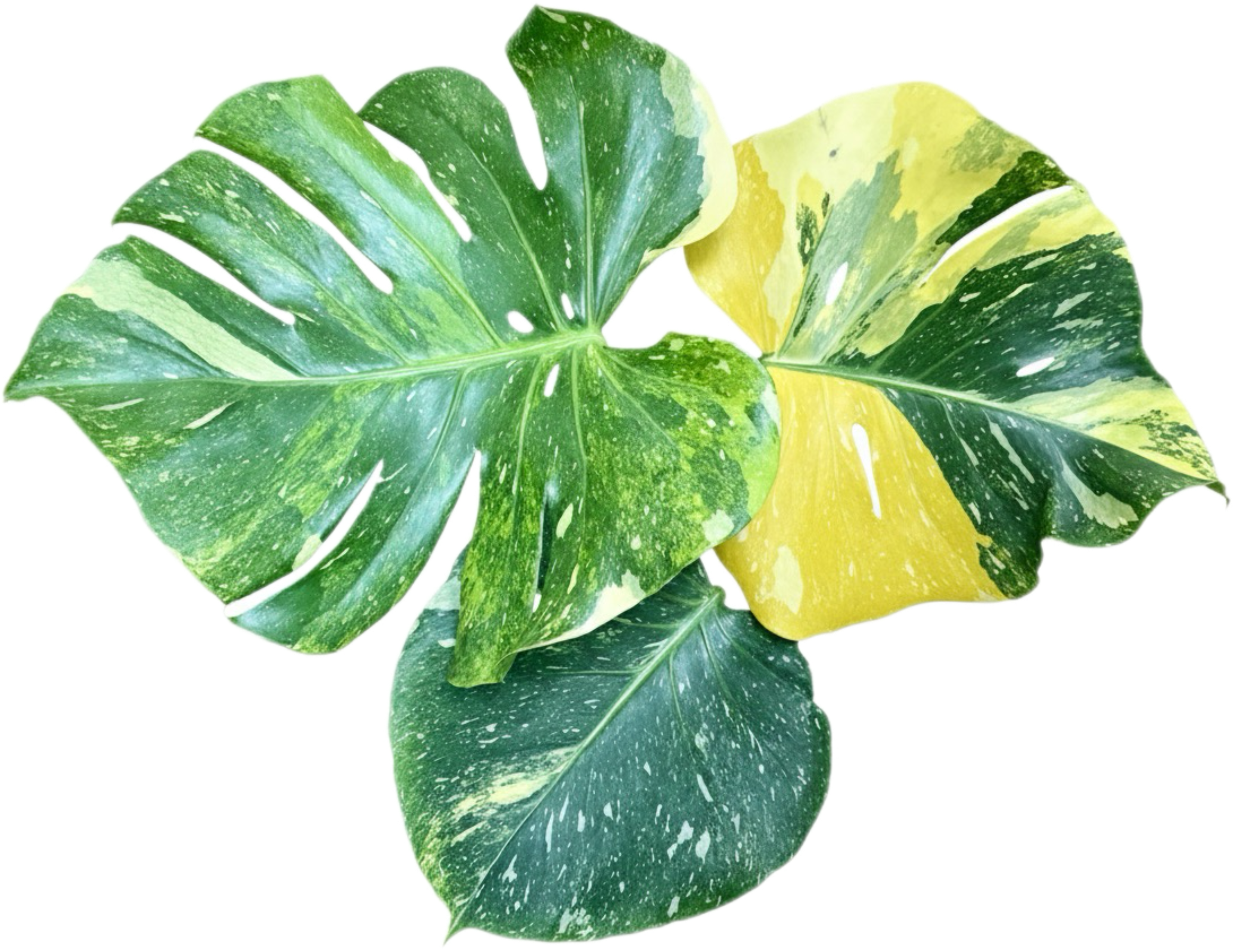 philodendron silk 23