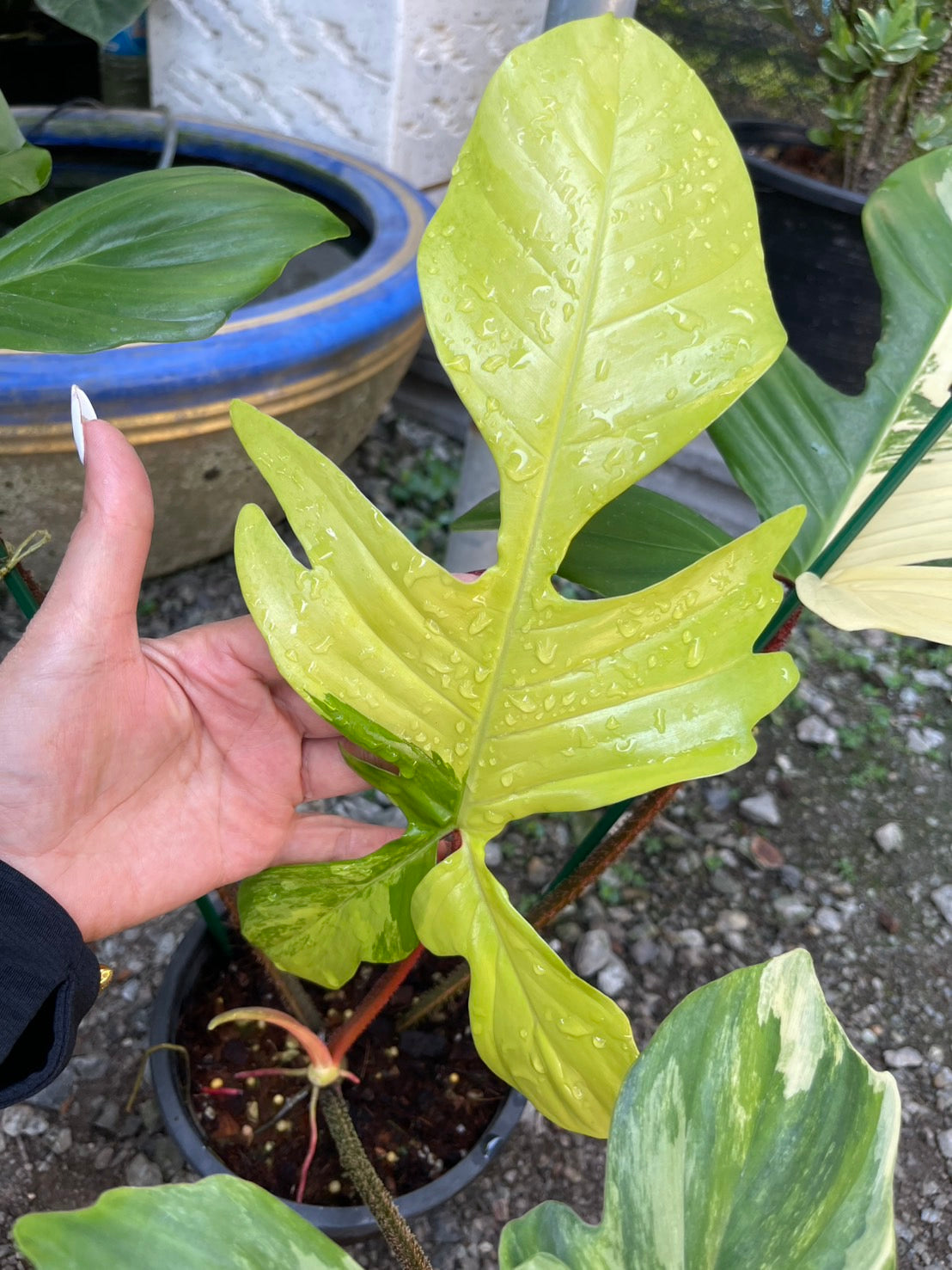Philodendron Squamiferum Variegated