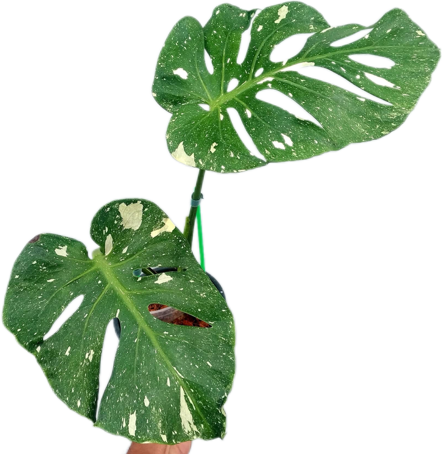 Monstera deliciosa ‘Fish Bone’ Variegated – Rare Collector’s Plant