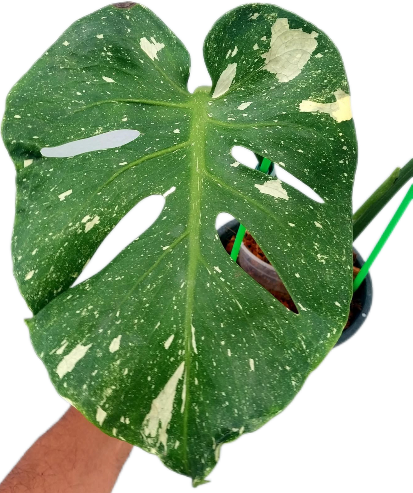 Monstera deliciosa ‘Fish Bone’ Variegated – Rare Collector’s Plant