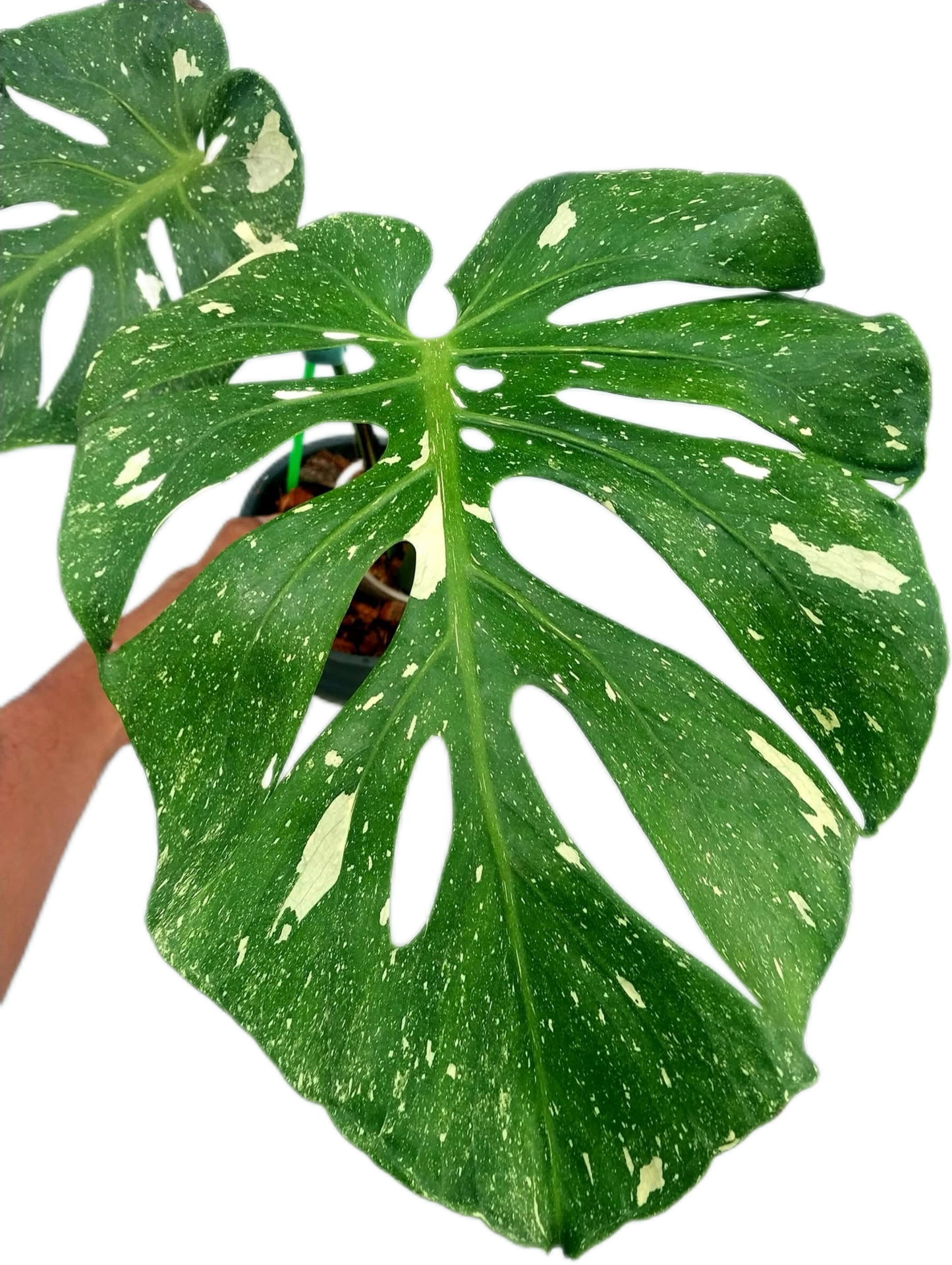 Monstera deliciosa ‘Fish Bone’ Variegated – Rare Collector’s Plant