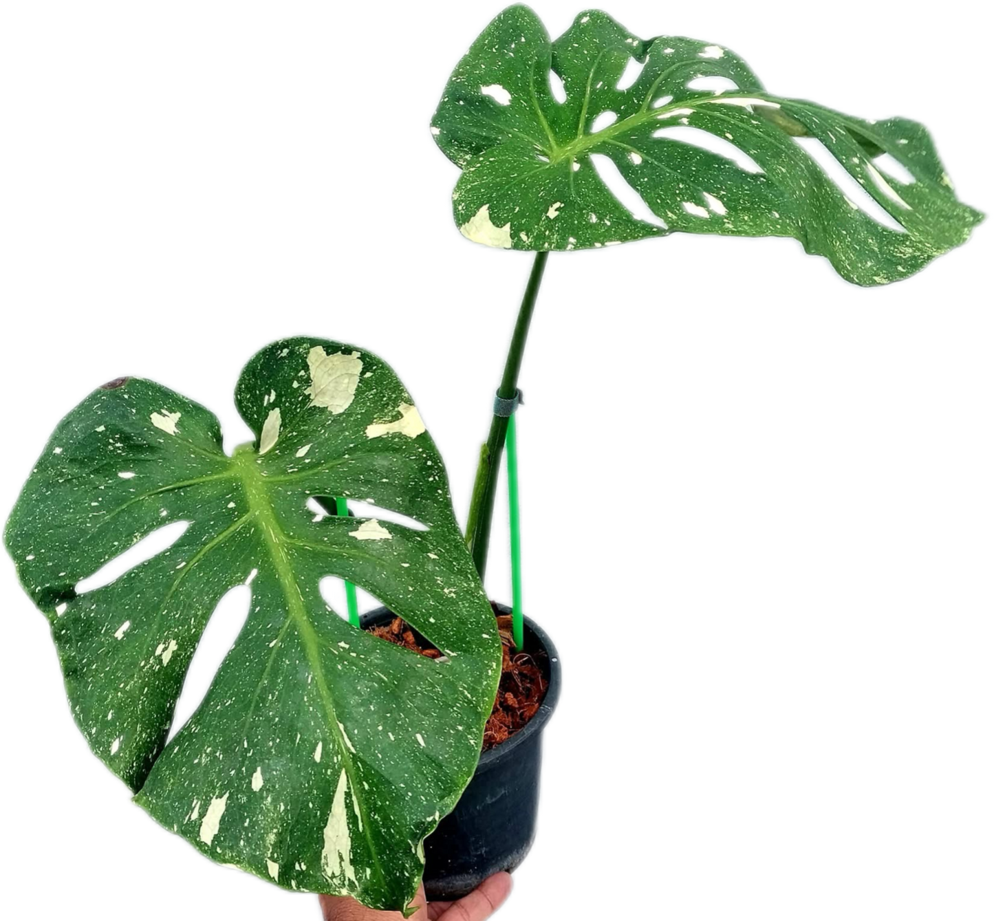 Monstera deliciosa ‘Fish Bone’ Variegated – Rare Collector’s Plant