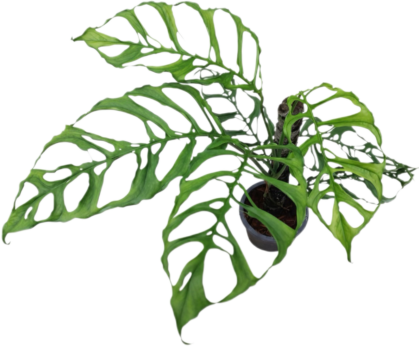 Monstera Oblique Peru Set of 10 Plants