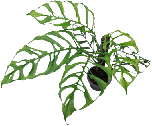 Monstera Oblique Peru Set of 10 Plants