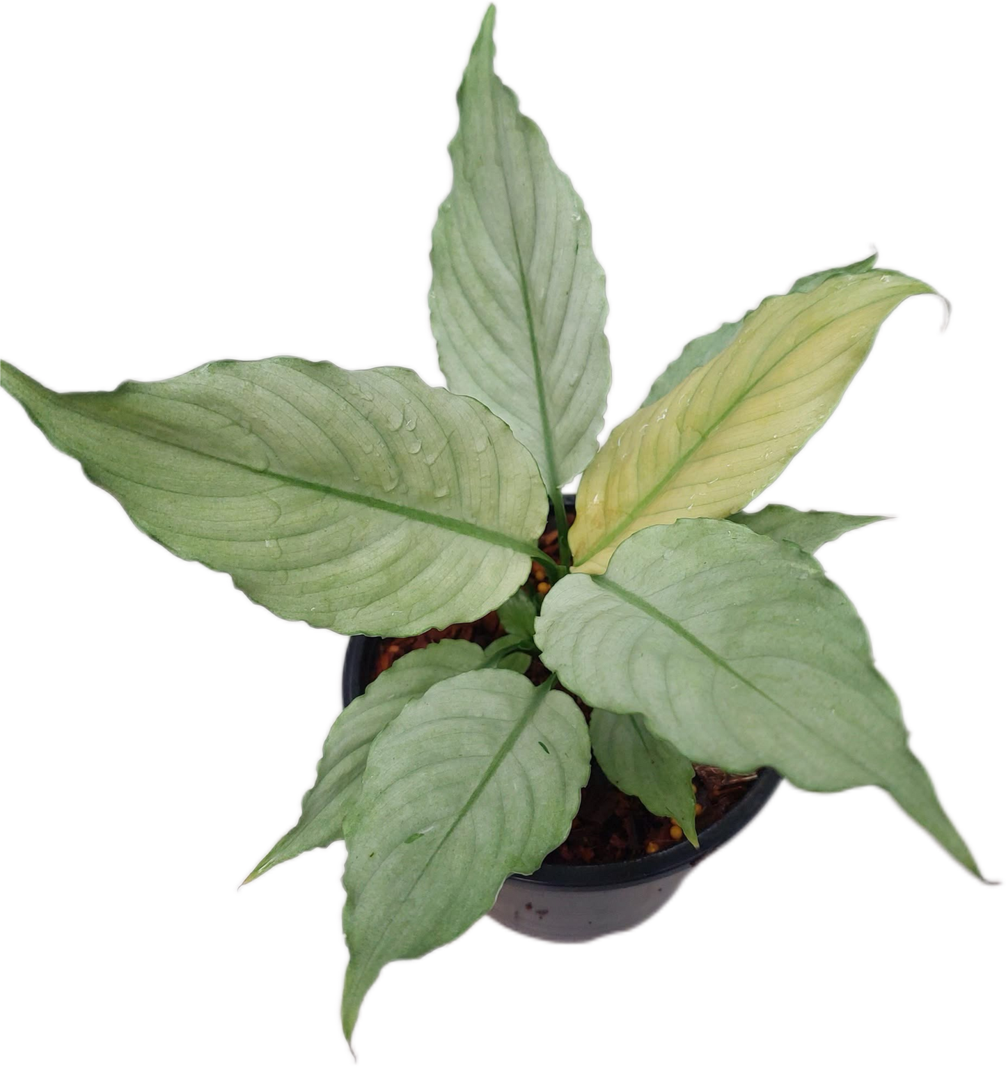Spathiphyllum “Grey Ghost” Wholesale Set of 10 Plants