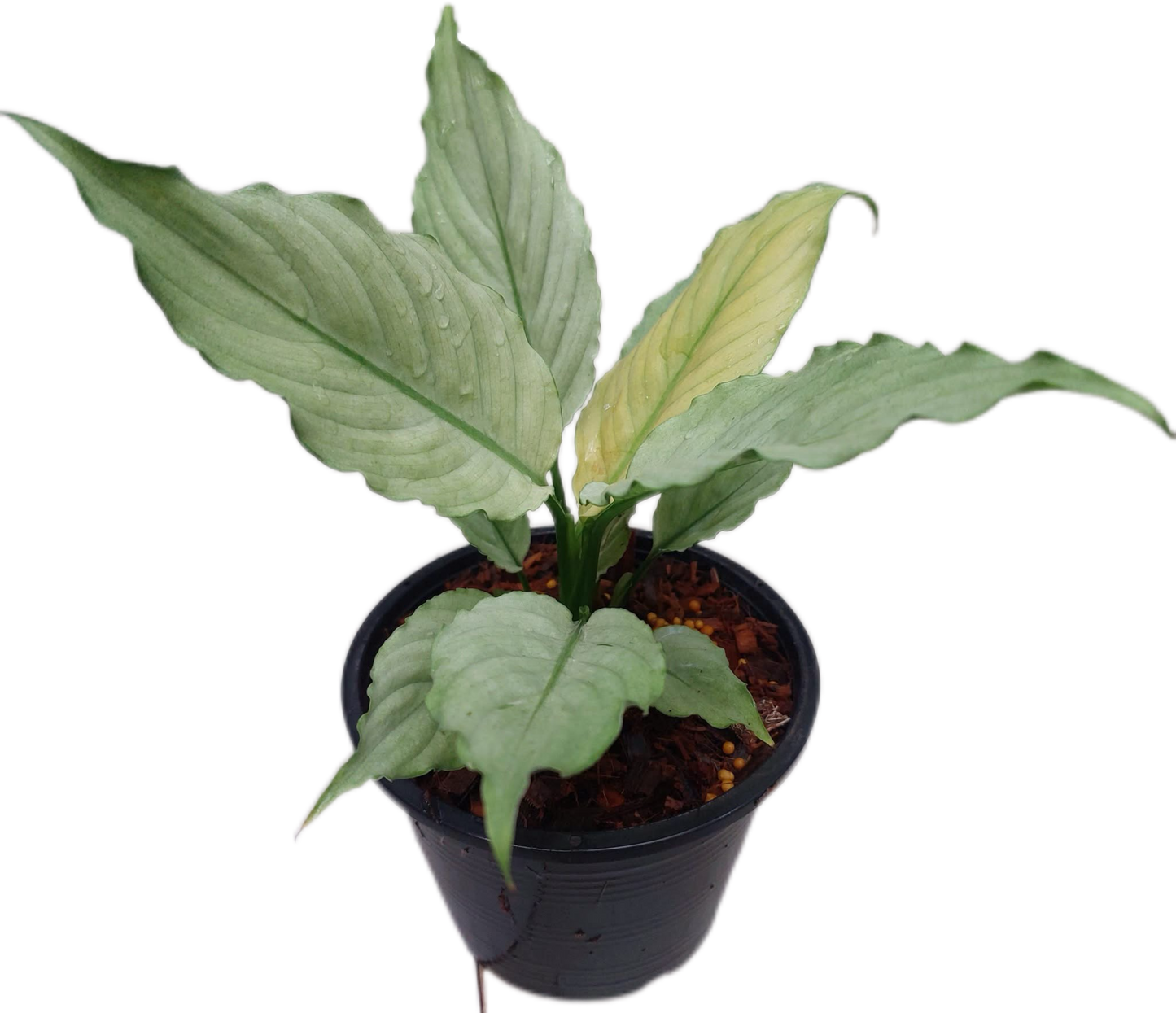 Spathiphyllum “Grey Ghost” Wholesale Set of 10 Plants
