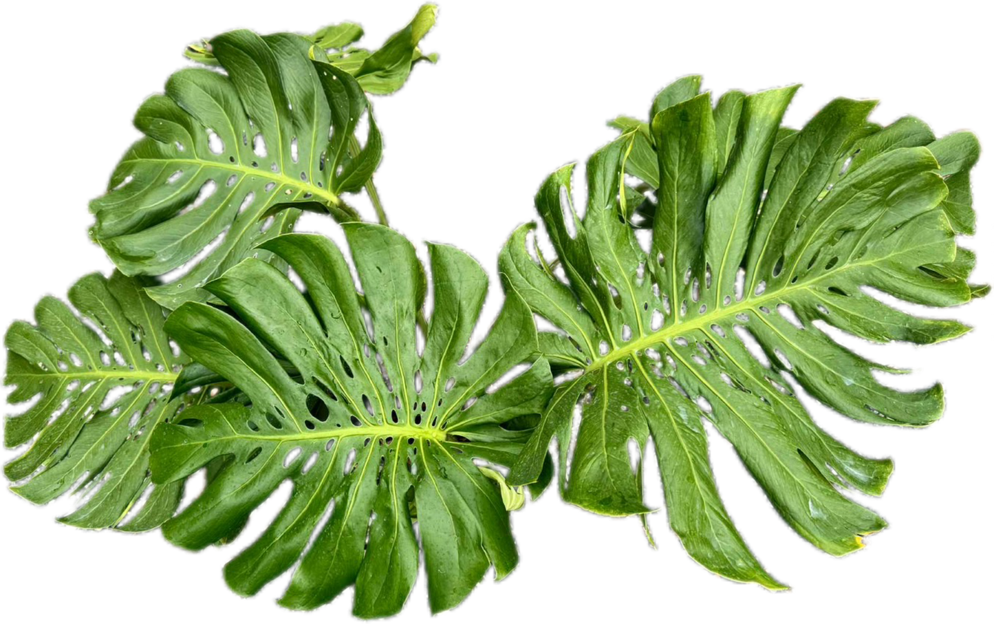 Monstera deliciosa NoID – Exact Plant Available