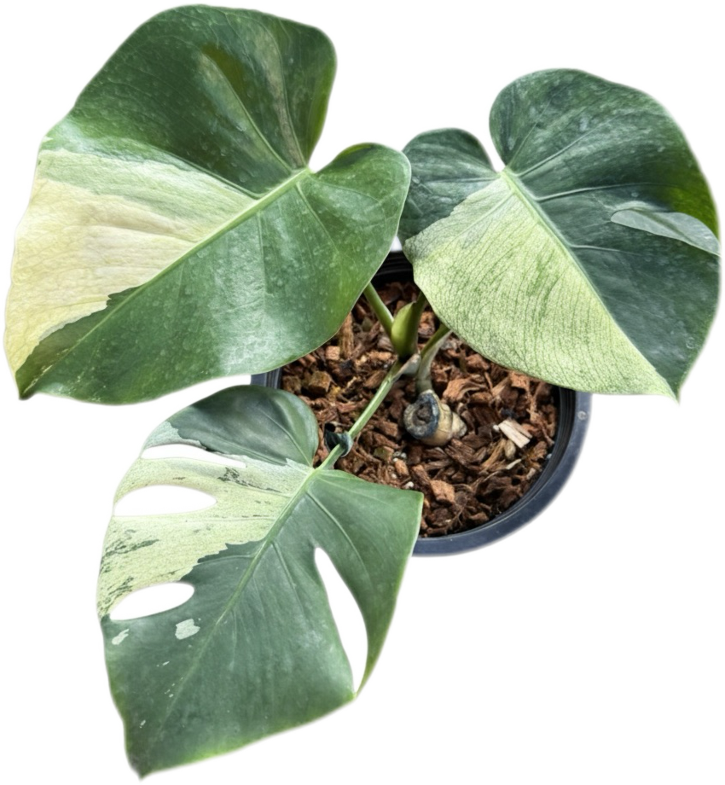 Monstera Deliciosa “White Tear” Variegated – Rare & Exact Plant Available
