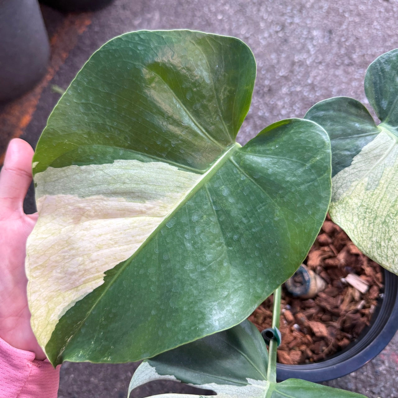 Monstera Deliciosa “White Tear” Variegated – Rare & Exact Plant Available