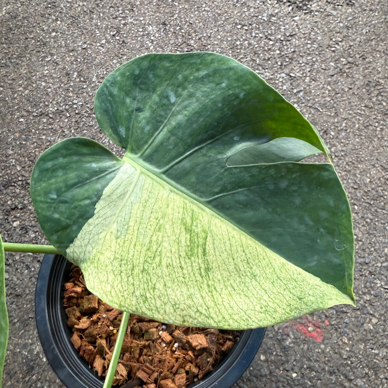Monstera Deliciosa “White Tear” Variegated – Rare & Exact Plant Available