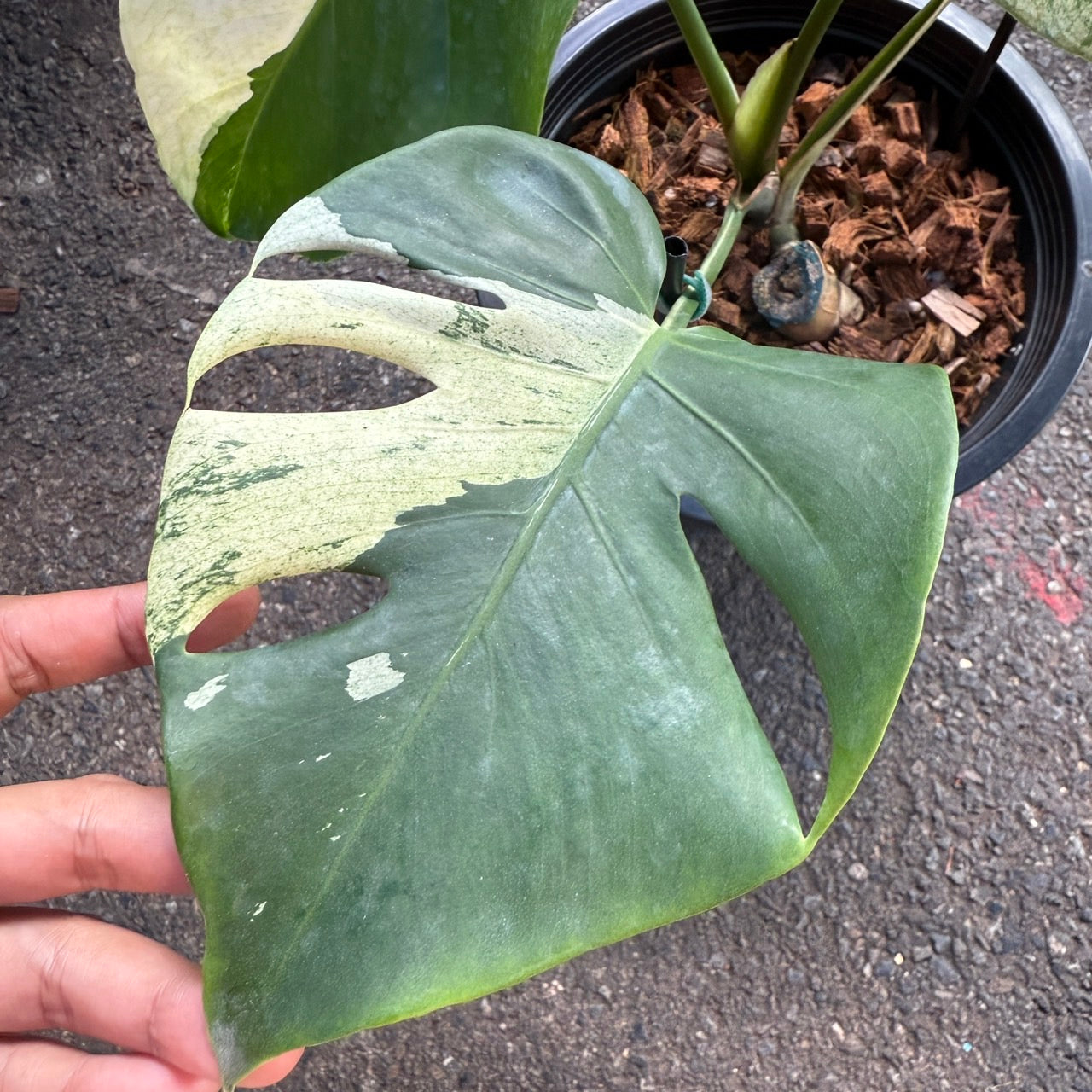 Monstera Deliciosa “White Tear” Variegated – Rare & Exact Plant Available