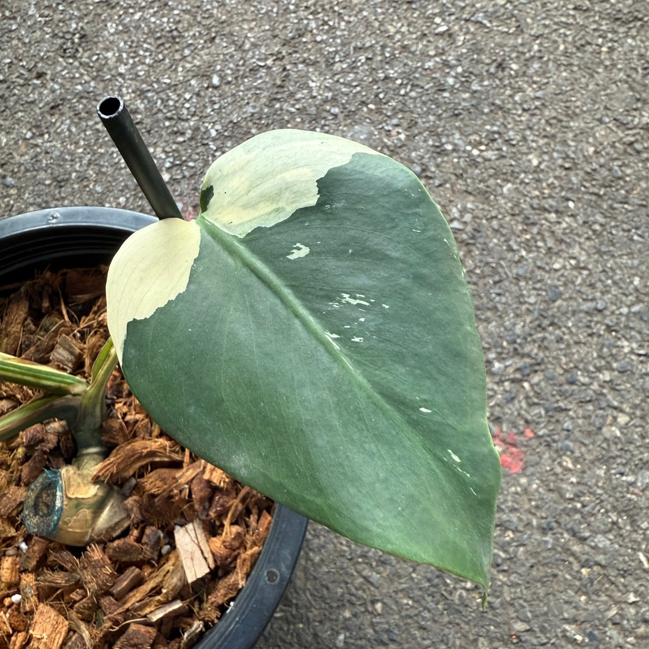 Monstera Deliciosa “White Tear” Variegated – Rare & Exact Plant Available