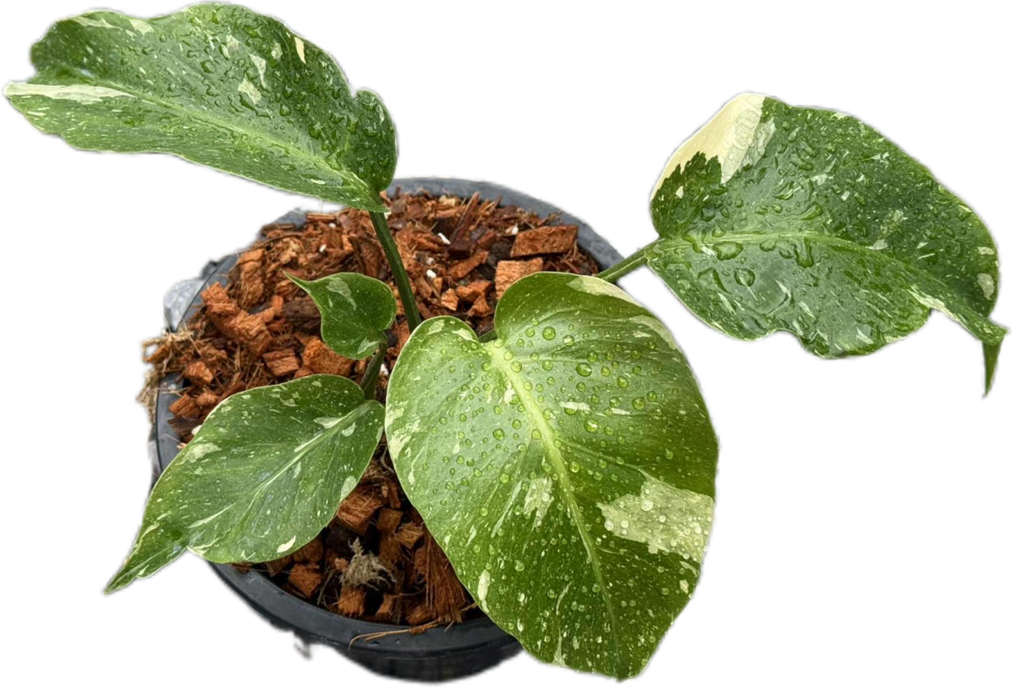 Monstera Deliciosa NoID – Exact Plant Available
