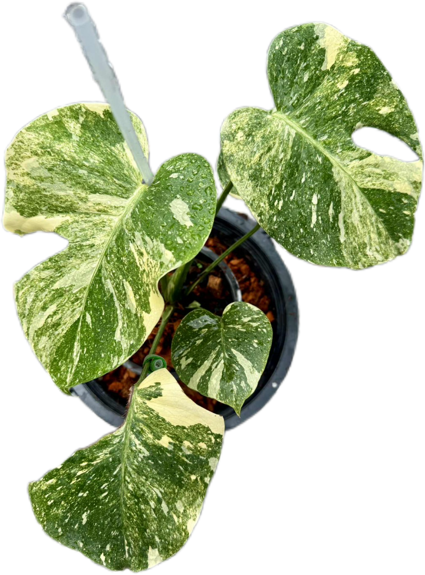 Monstera deliciosa “No ID” Variegated – Rare Exact Plant Available