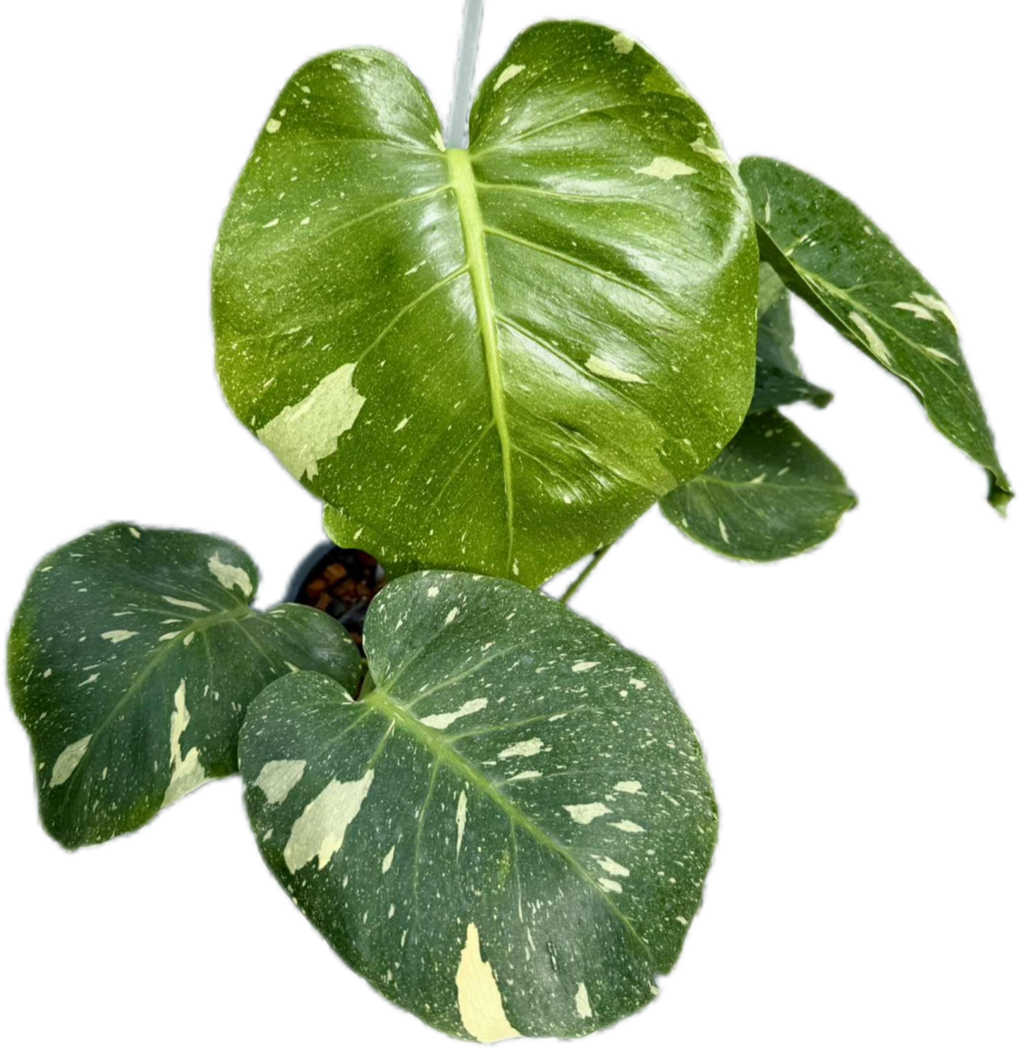 Monstera deliciosa “No ID” Variegated – Rare Exact Plant for Collectors