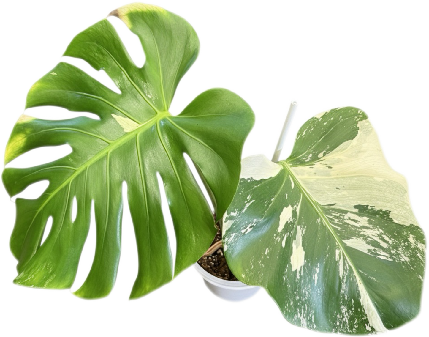 Monstera deliciosa “No ID” Variegated – Exact Rare Collector’s Plant
