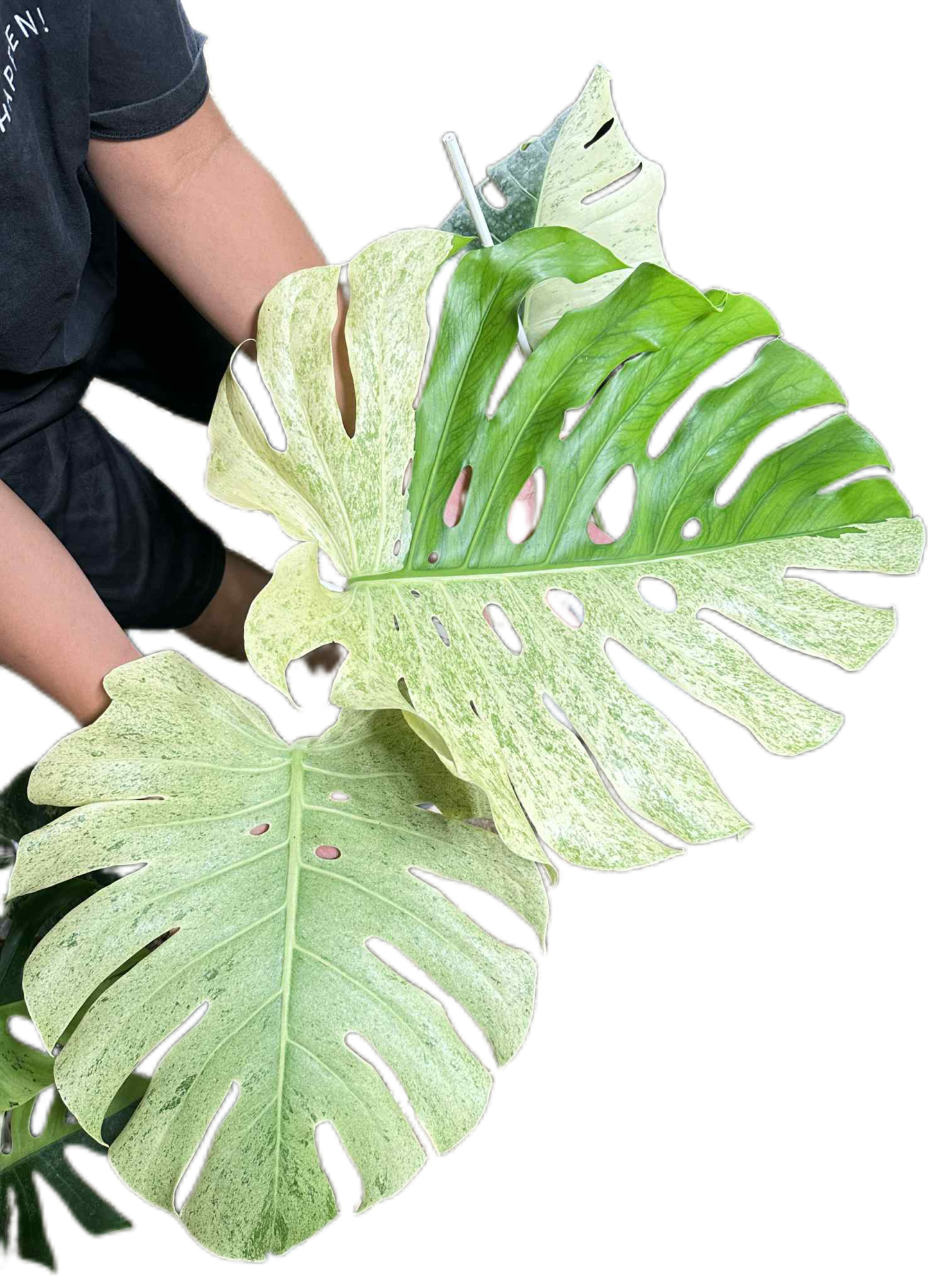 Monstera deliciosa “White Tear” Variegated – Exact Actual Plant