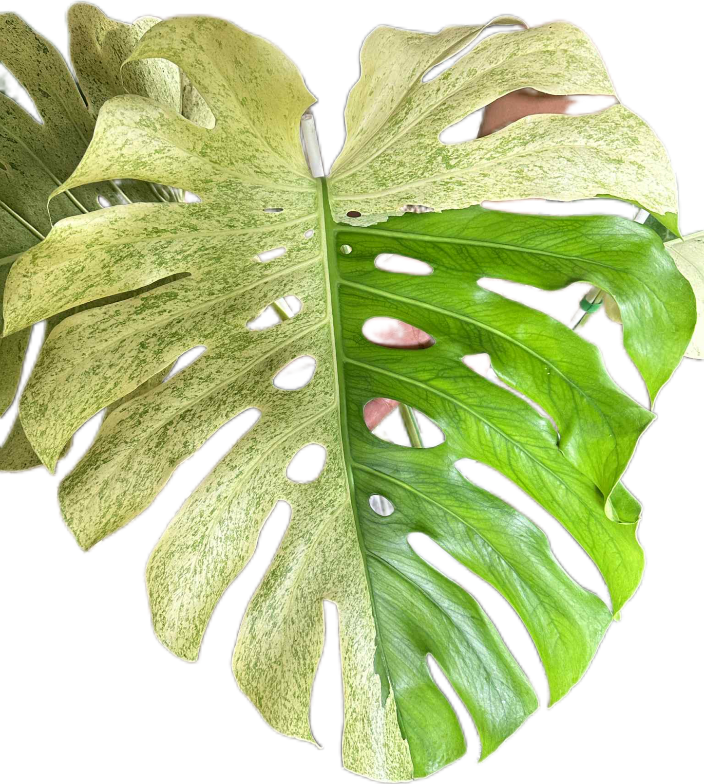 Monstera deliciosa “White Tear” Variegated – Exact Actual Plant