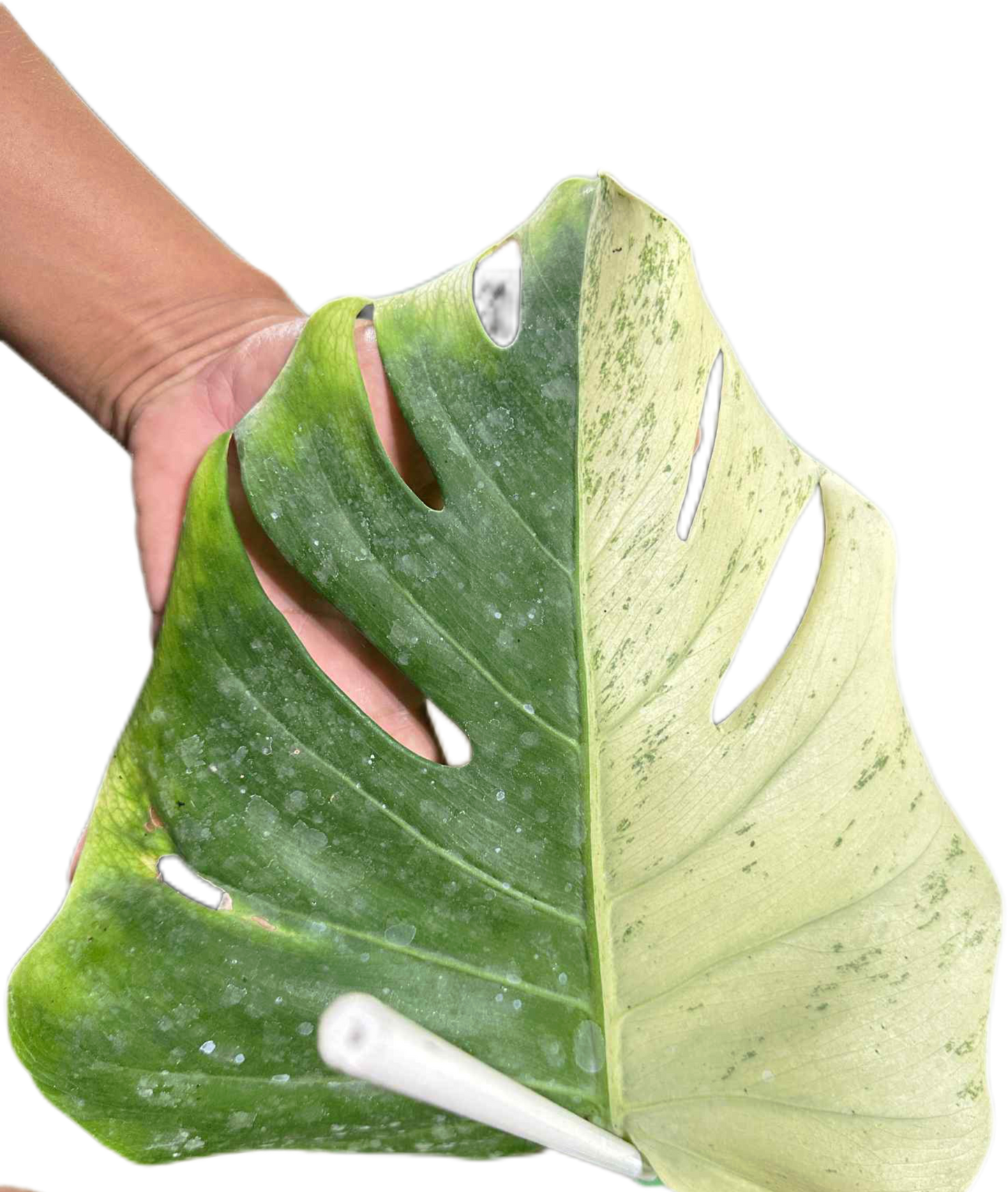 Monstera deliciosa “White Tear” Variegated – Exact Actual Plant