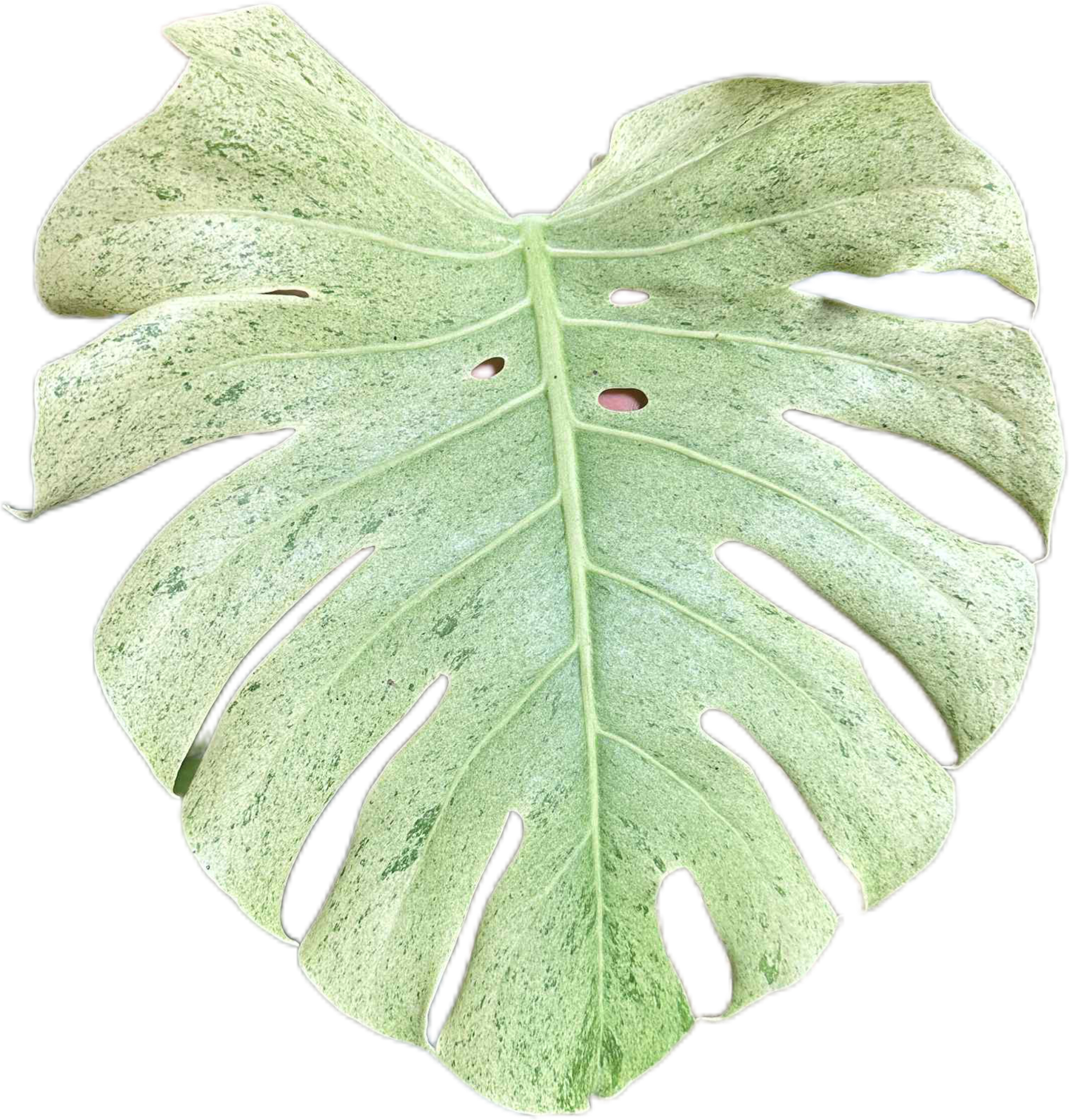 Monstera deliciosa “White Tear” Variegated – Exact Actual Plant
