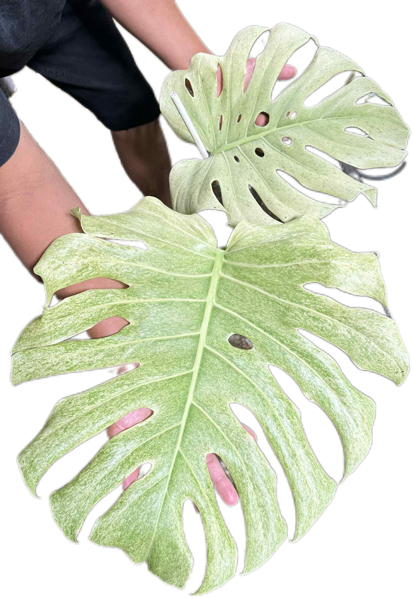 Monstera deliciosa “White Tear” Full Mint Variegated – Exact Actual Plant