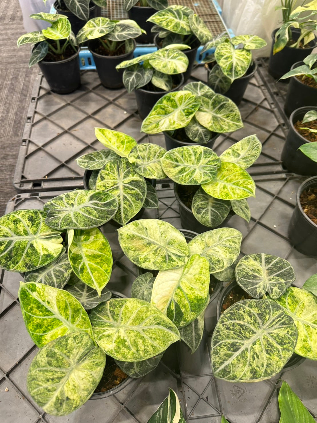 Alocasia “Ninja Tricolor” – Wholesale Set of 3 Plants