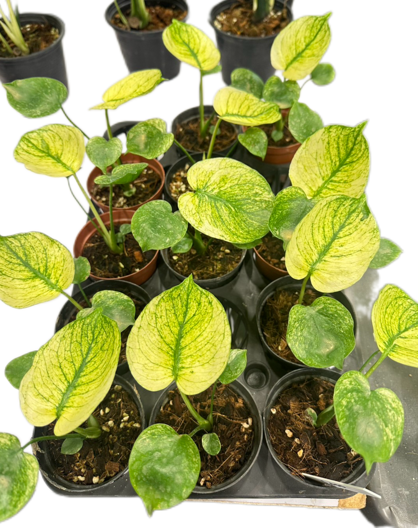 Monstera deliciosa “Mint Siam” Variegated – 3-Inch Pot (From Tissue Culture)